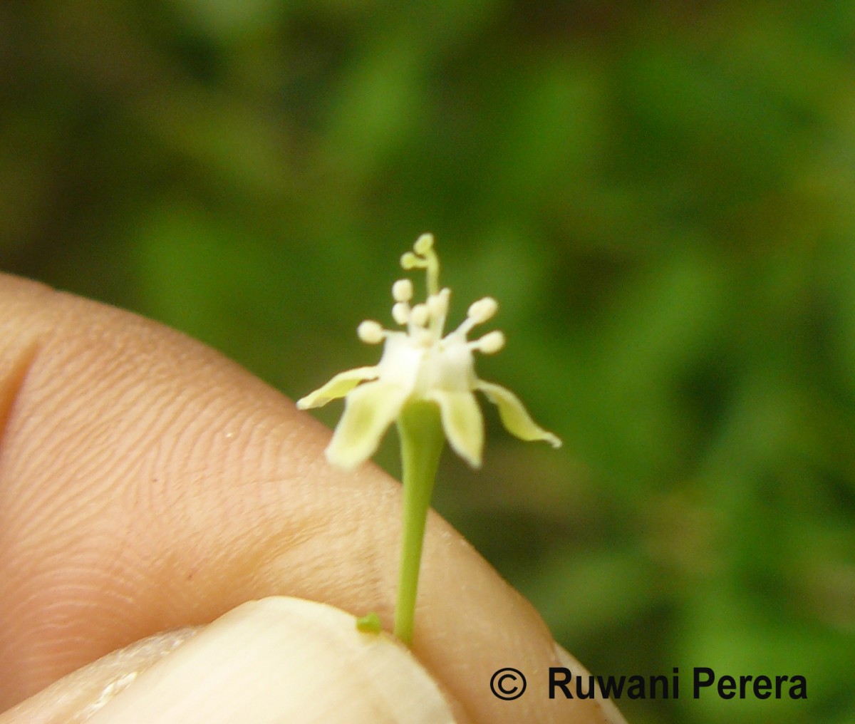 Erythroxylum monogynum Roxb.